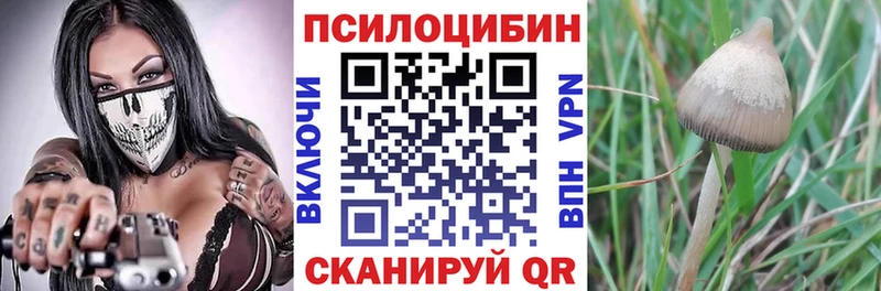 Псилоцибиновые грибы Psilocybe  Купить где  Усть-Джегута 
